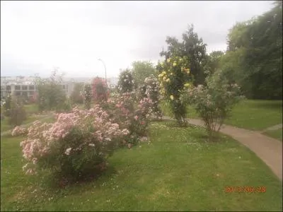 De quel pays la rose blanche est-elle l'emblme ?