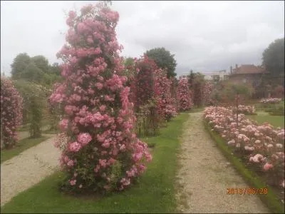 C'est sans nous demander la permission qu'il chantt : J'avais oubli que les roses sont roses !