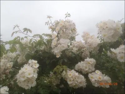 C'est dans cette ode que Pierre de Ronsard dclame : Mignonne, allons voir si la rose est close !