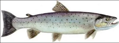 Quel est ce poisson ?