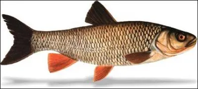 Quel est ce poisson ?