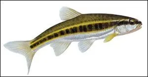 Quel est ce poisson ?