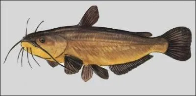 Quel est ce poisson ?