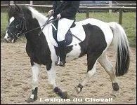 Quelle est la couleur de la robe du cheval ?
