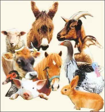 Qui dans la maison, parle aux animaux ?