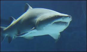 Le requin taureau est un des seuls requins  remonter  la surface pour prendre des bouffes d'air ! Pourquoi ?