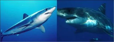 Le requin mako est trs rapide mais l'est-il plus que le grand requin blanc ?