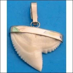 La plupart des gens pensent que les dents de requins sont toutes identiques mais ce n'est pas le cas.  votre avis,  quelle espce appartient celle-ci ?