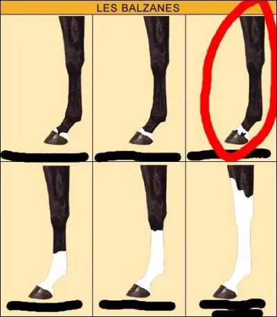 Quel est le nom de cette balzane ?