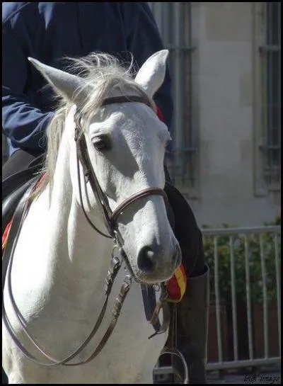 Quel est le nom de cette muserolle ?