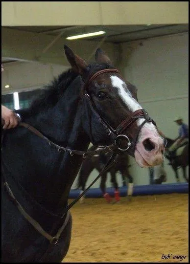 Quel est le nom de cette muserolle ?