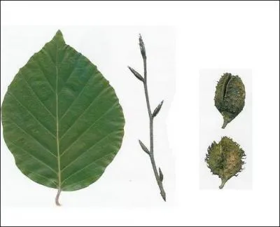 Les ... ... ont des feuilles sans dents, avec une fine bordure de poils ; leur corce grise et lisse les fait reconnatre aussi des autres arbres dont l'corce est le plus souvent fendille.