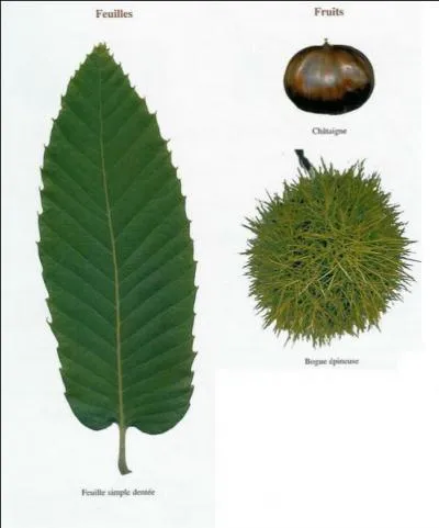 Les ... ..... ont des feuilles trs allonges et profondment dentes.