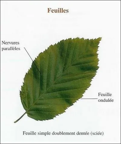 Les ... ... . , des feuilles finement denteles et ovales,  nervures secondaires parallles.