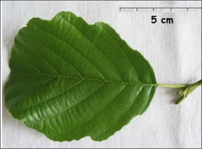 Les ..... , qui poussent au bord des eaux, ont des feuilles tronques au sommet et gluantes dans leur jeunesse.