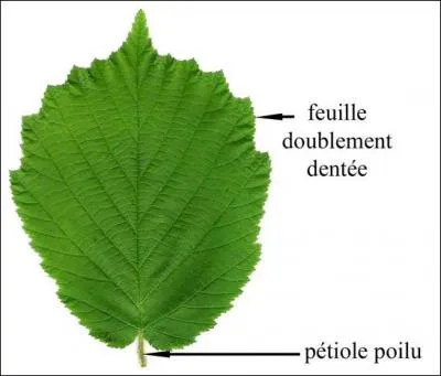Les ... ... ou coudriers sont des arbrisseaux levs dont les grandes feuilles dentes ressemblent  celles des tilleuls, mais n'ont pas aussi rgulirement la forme d'un coeur. Dans tous ces arbres, les feuilles sont parses sur les rameaux, jamais opposes.