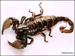 Quand peut-on attraper des scorpions et des tarentules ?