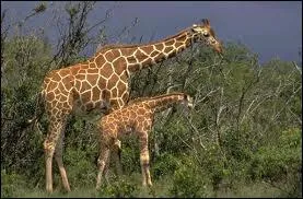 Que veut dire qu'une personne est une  grande girafe  ?