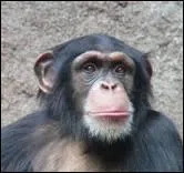 Combien de temps la maman chimpanz nourrit-elle son petit ?