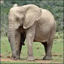 Pourquoi l'lphant remue-t-il ses oreilles ?