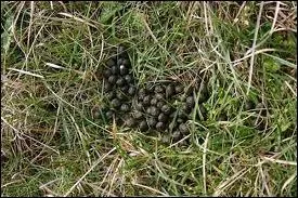 Que mange le lapin ?