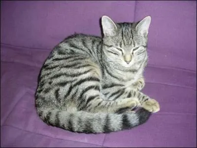 Cette r&eacute;gion terrestre consid&eacute;r&eacute;e par les g&eacute;ographes comme un continent &agrave; part enti&egrave;re est parfois qualifi&eacute;e de "Vieux Continent" par opposition au "Nouveau Continent" repr&eacute;sent&eacute; par l'Am&eacute;rique. Ce chat porte le m&ecirc;me nom que ses habitants. C'est :