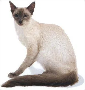 Cette autre &icirc;le d'Indon&eacute;sie est s&eacute;par&eacute;e de la pr&eacute;c&eacute;dente par le d&eacute;troit de Bali. Ce chat porte le m&ecirc;me nom que ses habitants. C'est le :