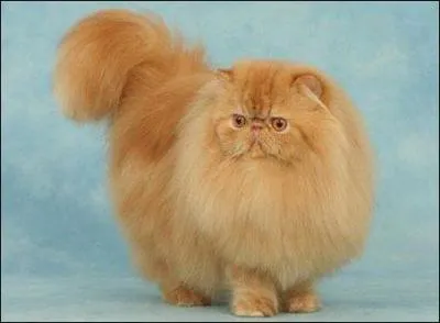 C'est la langue de l'&eacute;tat d'Asie dont la capitale est T&eacute;h&eacute;ran. Cet &eacute;tat faisait partie de l'Empire perse dont Alexandre le Grand fut le ma&icirc;tre. Ce chat porte le nom de cette langue. C'est le :