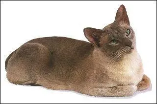 Cette r&eacute;gion, province entourant Hano&iuml;, est situ&eacute;e au nord du Vietnam, &agrave; la fronti&egrave;re avec la Chine. Ce chat porte le nom de ses habitants. C'est le :