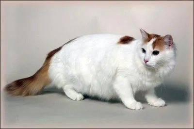 Ce pays de forme longue et allong&eacute;e, dont la capitale est Ankara, est situ&eacute; aux confins de l'Asie et de l'Europe. Sa plus grande ville est Istanbul. Ce chat, qui adore l'eau, porte le m&ecirc;me nom que les habitants de ce pays. C'est le :