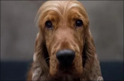 Quelle clbrit prte sa voix  Bill ?