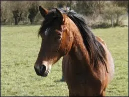 De quelle robe est ce cheval ?