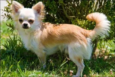 Quelle est cette race ?