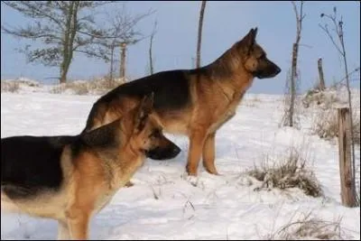 Quelle est cette race de chien ?