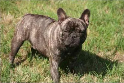 Quelle est cette race de chien ?