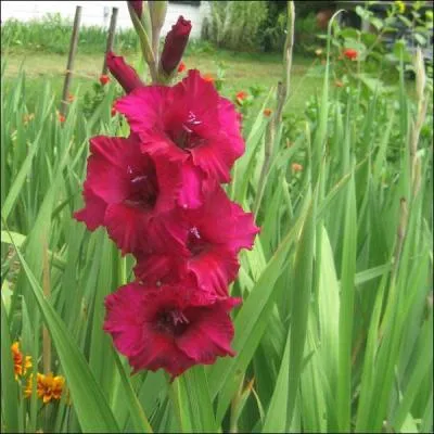  Vous me prenez le cur.   Quelle fleur dois-je offrir ?
