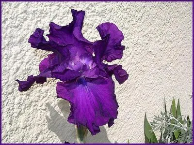  Vos yeux m'affolent.   Quelle fleur dois-je offrir ?