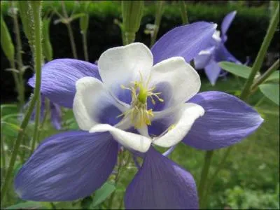  Je suis fou de vous.   Quelle fleur dois-je offrir ?