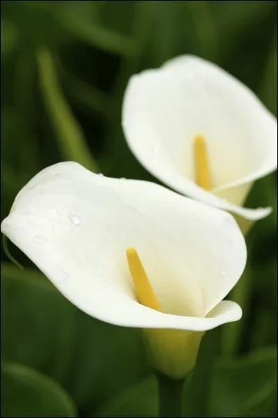  coutez votre me.   Quelle fleur dois-je offrir ?