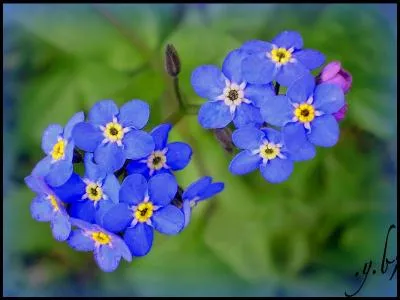  Ne m'oubliez pas.   Quelle fleur dois-je offrir ?