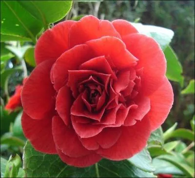  Je vous aimerai toujours.   Quelle fleur dois-je offrir ?