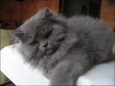 Quelle est cette race de chat ?