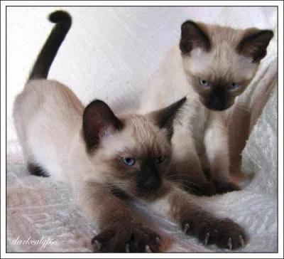 Quelle est cette race de chat ?