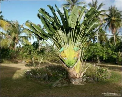 Les palmiers montrent leur vrai visage ! videmment, vous connaissez la capitale des tats-Unis :