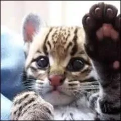 Tu veux venir avec nous, c'est a ? Comment se nomme la capitale de la Norvge ?