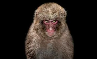 Il ne fallait pas le mettre en colre ! Un gaucher que l'on oblige  se servir de sa main droite est un gaucher :