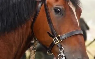 Quiz Galop 4
