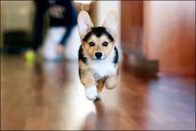 Comment s'appellent ses deux chiens ?