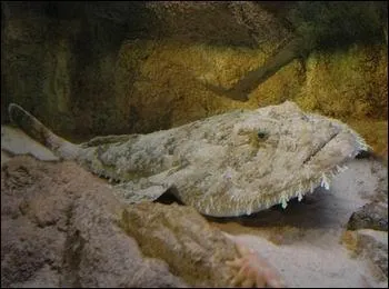 Une petite faim, on dirait ? Ce poisson se trouve dans une rivire qui traverse le dpartement du mme nom :