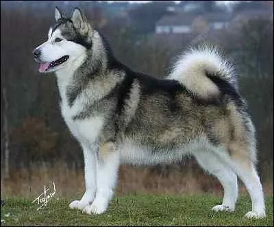 Quelle est la race de ce chien ?